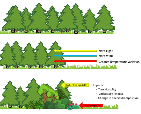 A graphic that shows what occurs when the forest edge is moved. Text on the graphic reads: "More Light", "More Wind", "Greater Temperature Variation", "Impacts: Tree Mortality, Understory Release, and Change in Species Composition"