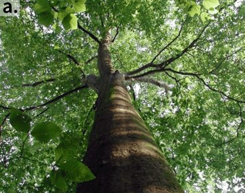 A healthy American beech tree (looking up toward crown)