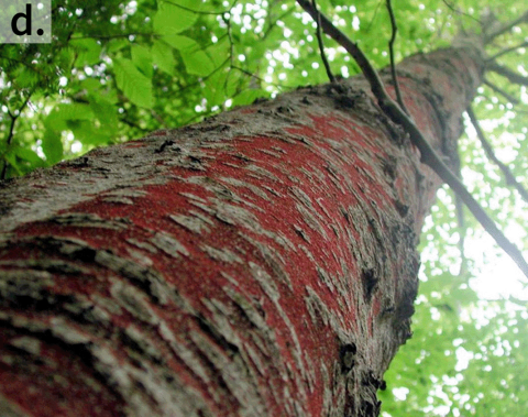 bright red perithecia fungal spore-producing structures covering a highly infected beech tree.