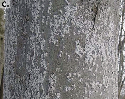 A smooth-barked, “white-washed” tree, indicating a very high scale insect establishment.