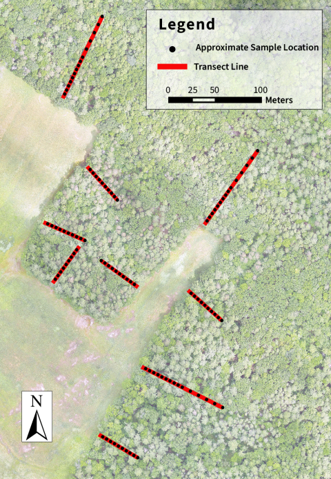 An aerial view of a forest canopy with transect lines representing the path of the UAS.
