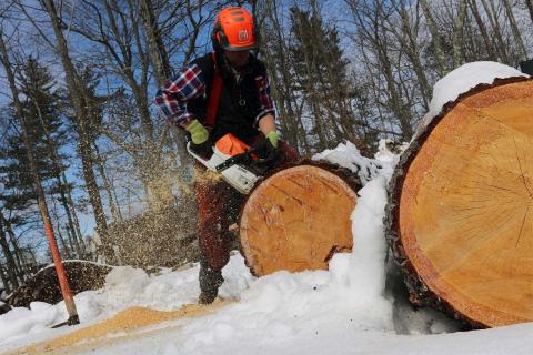UNH woodlands manager Steve Eisenhaure cuts logs at the UNH Sawmill.