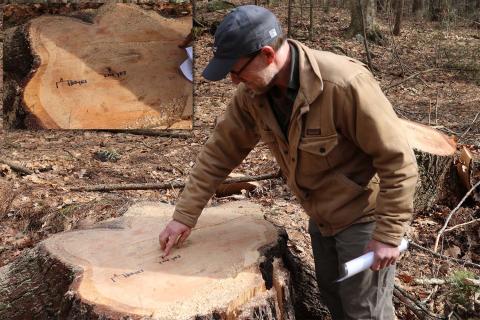 UNH woodlands manager Steve Eisenhaure points out tree rings on a stump in College Woods.