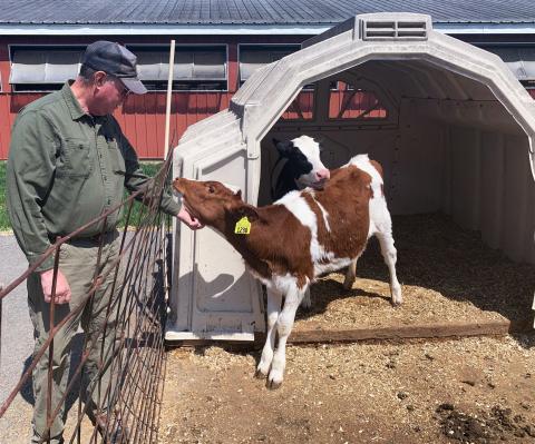 A photo of UNH Fairchild farm manager Jon Whitehouse scratching the neck of a red and white calf. Behind the calf stands a black and white calf.