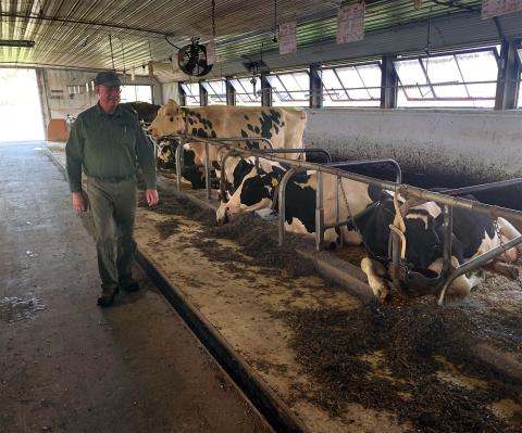 Jon Whitehouse, manager of the UNH Fairchild dairy barn, stands outside his office, walks down a row of black-and-white dairy cows.