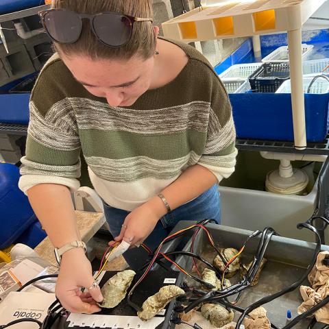 COLSA student Michaela Edwards applies biosensors to oysters.