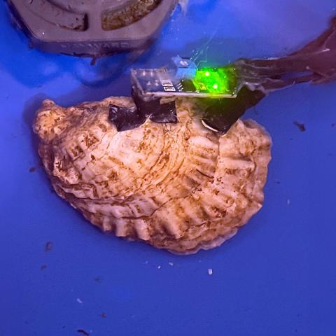 An oyster with an attached biosensor being tested.