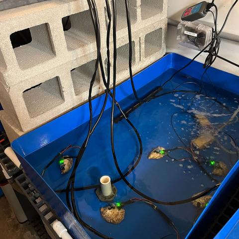 A tank with several oysters being tested with biosensors.