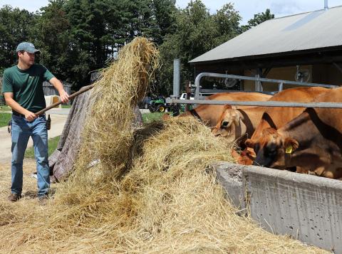 A photo of farm worker Luke Pacchioli feeding hay to cows at the UNH Organic Dairy Research Farm.
