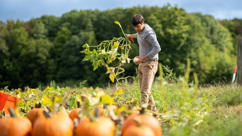 A photo of UNH cucurbits breeder Chris Hernandez harvesting pumpkins at UNH's Kingman Farm.