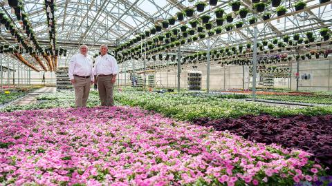 A photo of two men standing amongst hundreds of flowers in a massive open greenhouse.