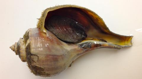 A photo of a whelk laying on its side.