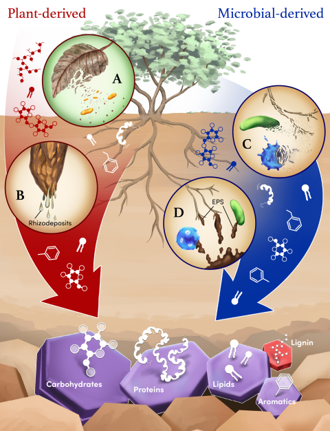 biogeochemistry figure illustration