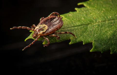 Close up image of American dog tick crawling on leaf.