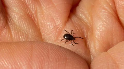 Image of a deer-tick, also known as a black-legged tick, on a hand.