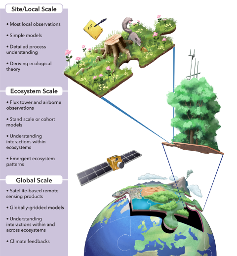 Ecosystems illustration