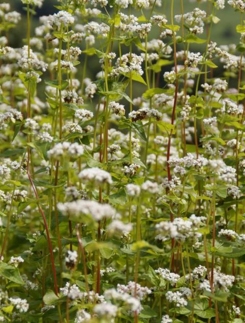 A photo of buckwheat plants. Plants are green with white flowers.
