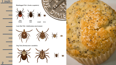 A graphic on the left showing tick size comparisons for the black-legged, lone star and dog ticks and on the right an image of a poppyseed muffin with ticks on it.
