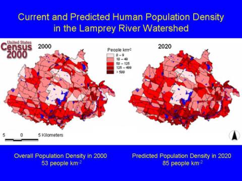 lamprey population density