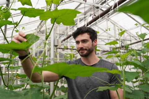 Matt Biondi walks among growing cucurbit plants at the UNH Macfarlane Research Greenhouses