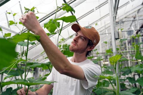 UNH assistant greenhouse manager Tim Fischer inspects a plant at the Macfarlane Research Greenhouses.