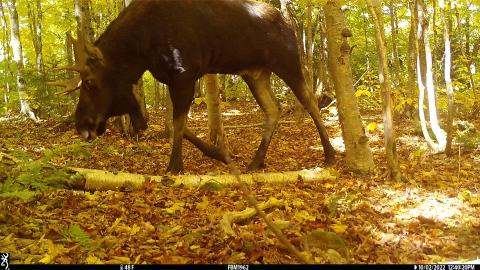 A photo of a moose taken on a game camera foraging on the ground.