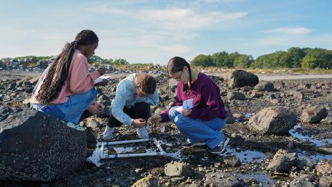 Several UNH students work within tidal pools to identify marine creatures.