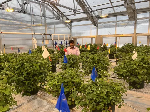 UNH doctoral candidate Palash Mandal in a greenhouse