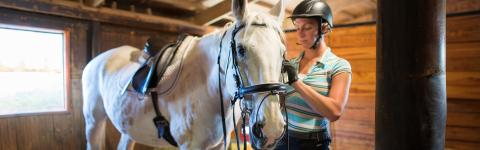 An image of a white horse being groomed and taken care of by a young woman wearing a helmet.