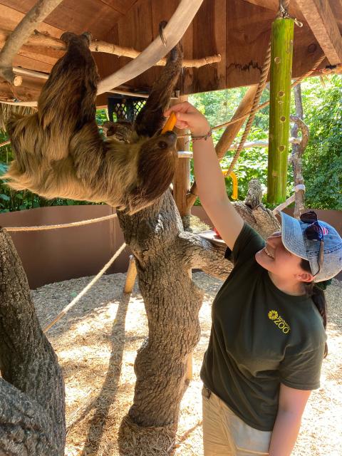 UNH animal science major Brienna Bohn feeds a sloth during her summer internship at Southwick's Zoo