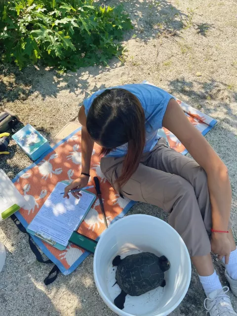 Kalina is sitting on a beach with a turtle in a bucket beside her. She is collecting data on the turtle. 