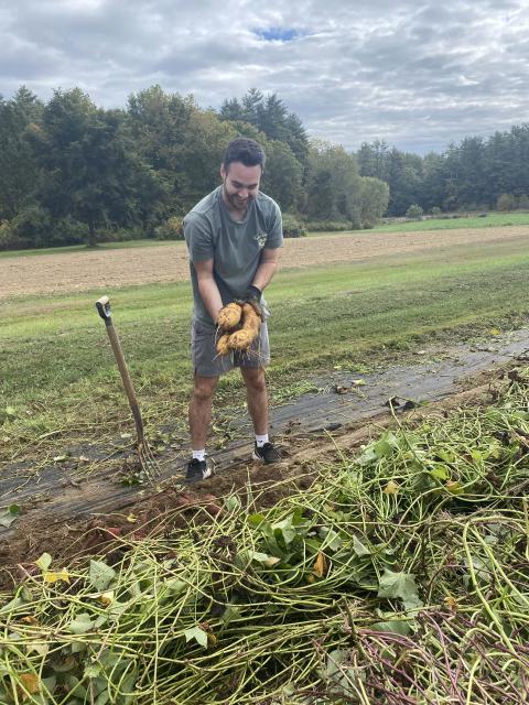 UNH student Braden Foulks holding sweet potatoes just harvested at UNH's Woodman Farm