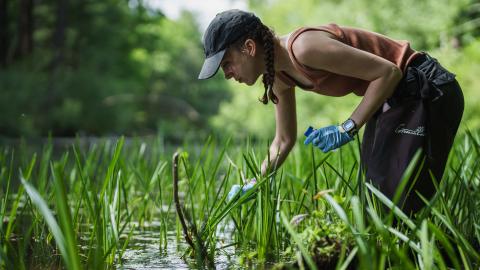 An image of a woman leaning over in a marsh and inspecting the water and plants