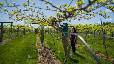 An image of two people, a man and a woman, standing within the kiwiberry vineyard inspecting the vines