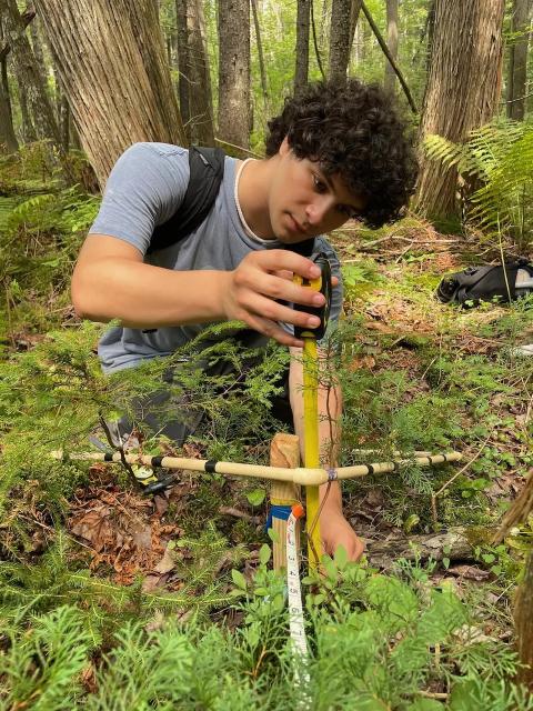 A photo of graduate student Reece Ciampitti measuring the height of a small tree