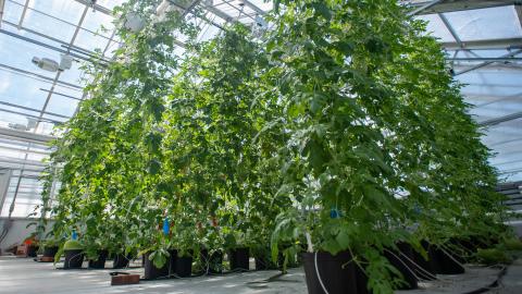 An image of tomato plants growing in a high tunnel toward the ceiling