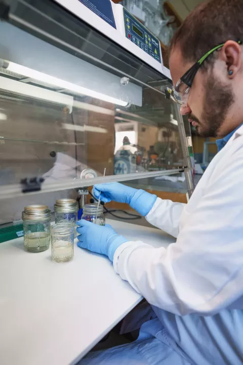 UNH genetics major Matthew Farbaniec  splitting sterile duckweed from one jar to another in the lab 