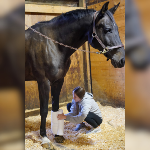 Student applying a bandage to a horse as part of a class