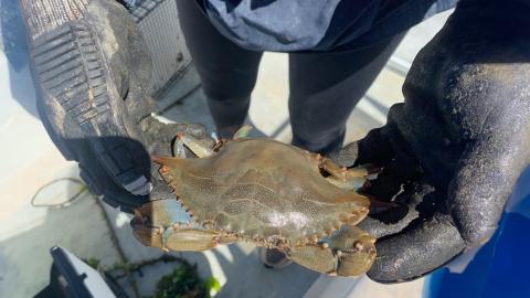 A researcher holds a blue crab, an invasive species being studied for its impact on local ecosystems and fisheries.