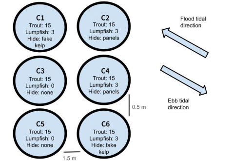 A schematic of experimental cages used in a study on lumpfish and trout interactions, showing varied hiding structures and stocking densities.