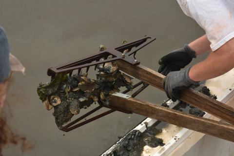 Researchers collect oyster samples using a dredge to assess oyster health and monitor environmental conditions in coastal waters.