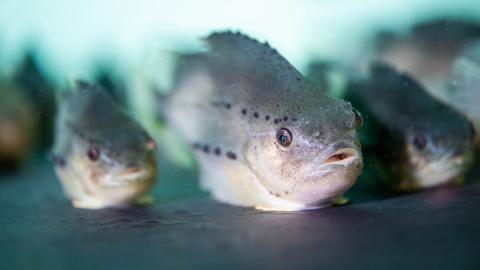 Lumpfish are used in sustainable aquaculture as cleaner fish, helping to control parasites in salmon farming.