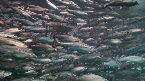 Lumpfish and trout in an aquaculture facility, highlighting innovations in sustainable fish farming.