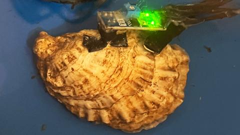 An oyster equipped with a biosensor helps researchers monitor water quality and environmental health in estuaries.