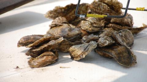 Researchers assess oyster health in Great Bay, studying how climate change and pollution affect shellfish populations.