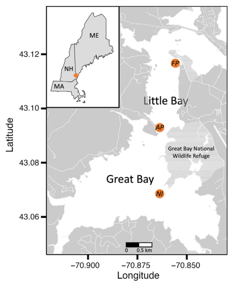 A map highlighting oyster sampling sites in Great Bay, New Hampshire, for monitoring environmental conditions and disease presence.