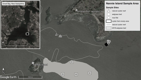 A detailed map highlighting marine research sampling locations near Nannie Island, New Hampshire, including oyster reef and eelgrass bed study areas.