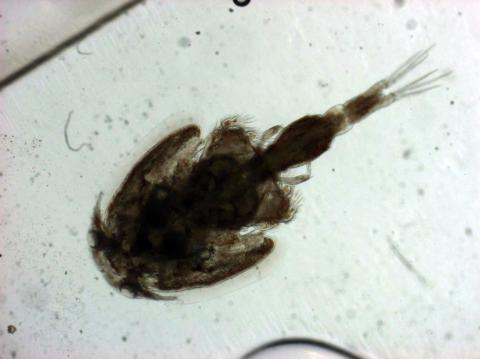 A close-up microscopic image of sea lice, a common parasite affecting aquaculture species like salmon and trout.