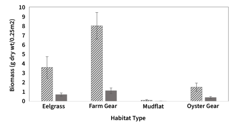 A bar graph illustrating biomass distribution in eelgrass, farm gear, mudflat, and oyster gear habitats, demonstrating variations in ecosystem productivity.