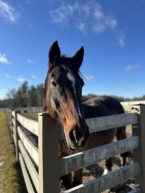 Irish Sport Horse looking at the camera